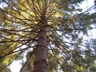 As árbores: o piñeiro de Oregón